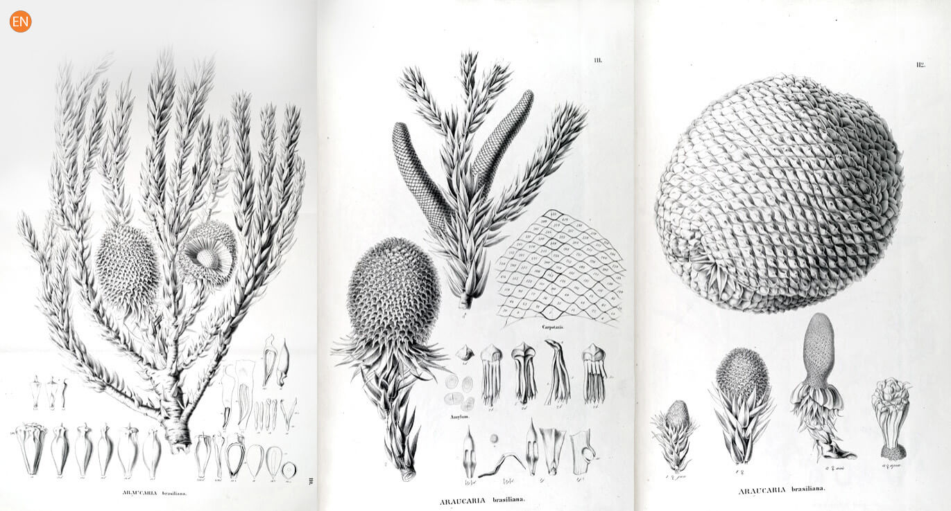 O Mapa Das Cinco Prov Ncias Da Flora Brasileira Spix E Martius